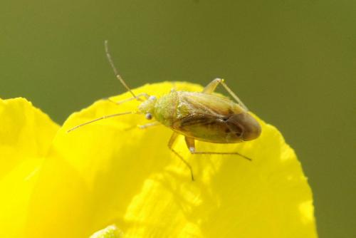 Réf. 35 962 : Tinicephalus hortulanus