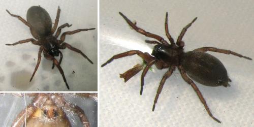 Haplodrassus signifer