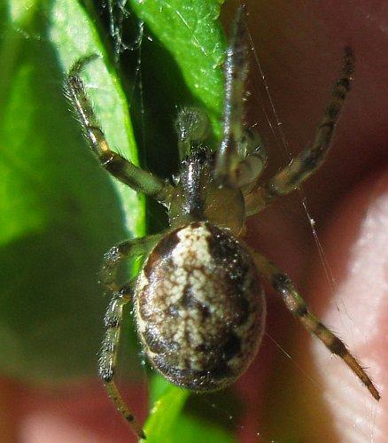 Zygiella montana