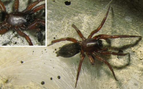 Haplodrassus signifer
