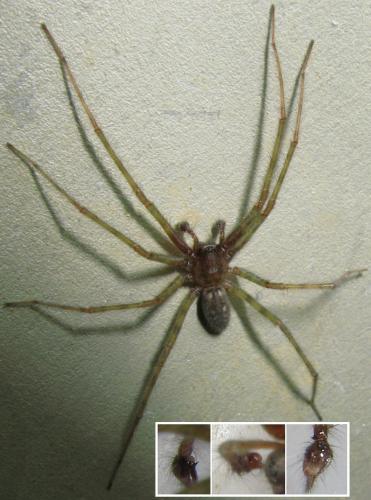 Tegenaria tridentina