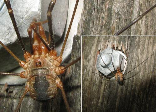 Phalangium opilio