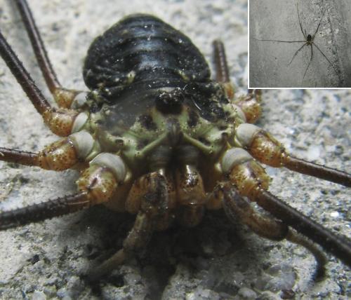 Mitopus glacialis