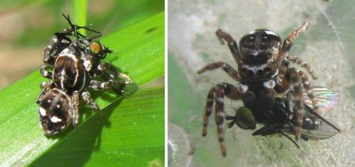 Réf. 35 829 : Attulus rupicola
