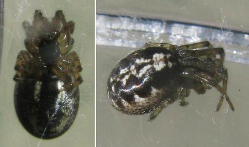 Zygiella montana