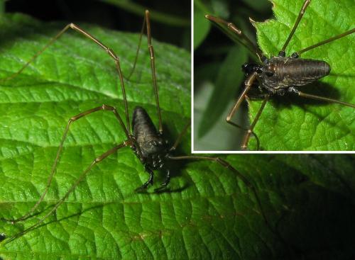 Réf. 35 918 : Platybunus sp.