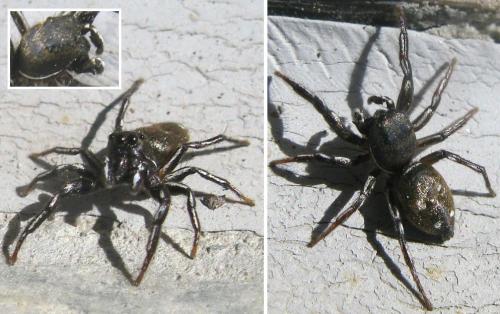 Heliophanus sp.