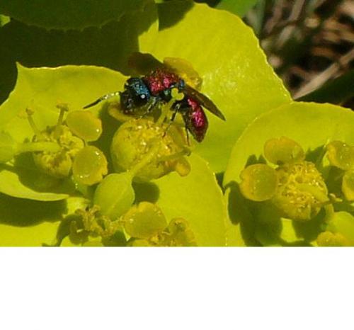 Chrysidini