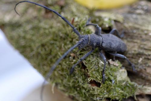 Morimus asper
