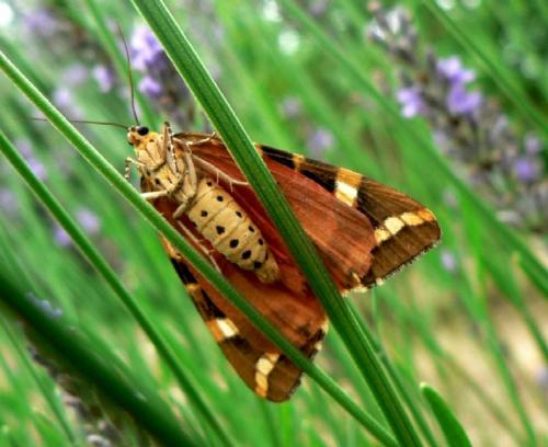 Euplagia quadripunctaria