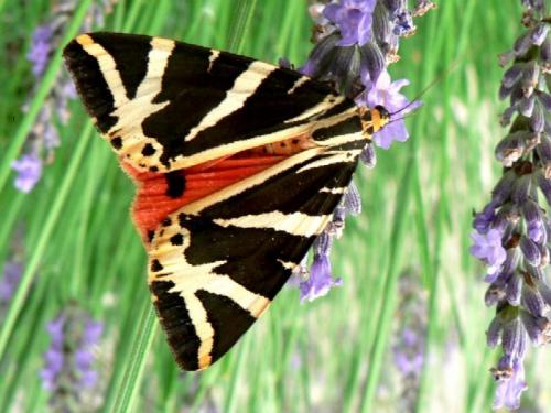 Réf. 35 407 : Euplagia quadripunctaria