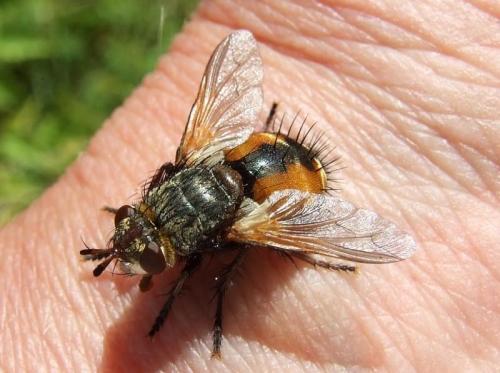 Réf. 35 261 : Tachina sp.
