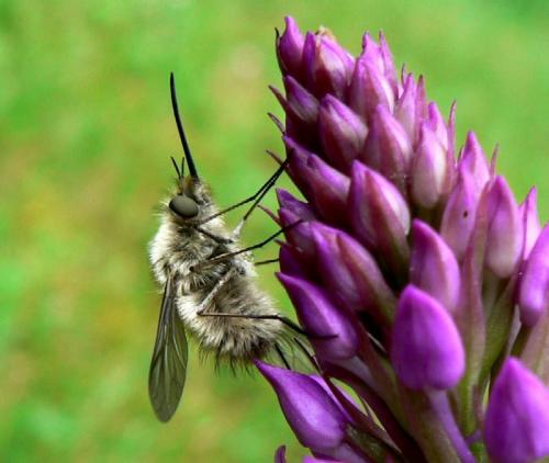 Réf. 35 283 : Bombylius sp.