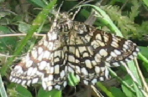 Chiasmia clathrata