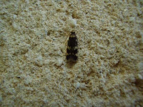 Réf. 35 095 : Oegoconia sp.