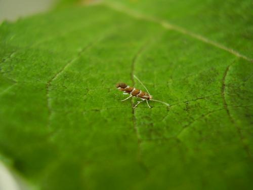 Réf. 35 059 : Cameraria ohridella