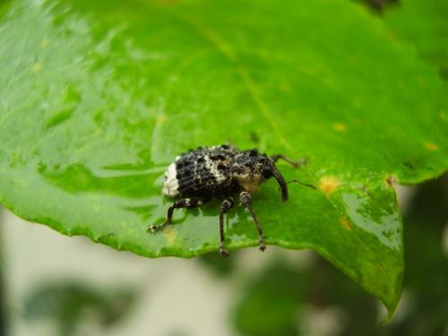 Cryptorhynchus lapathi