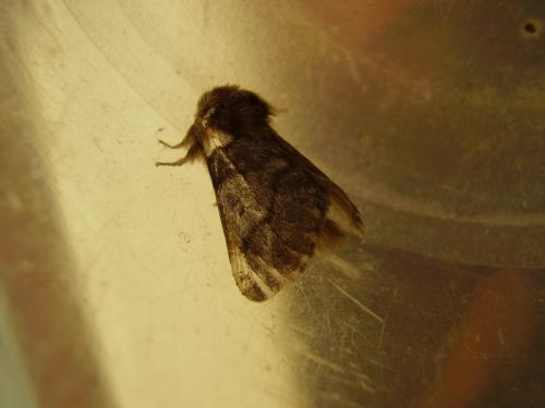Thaumetopoea processionea