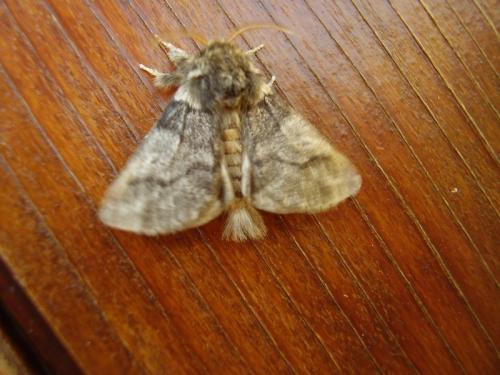 Thaumetopoea processionea