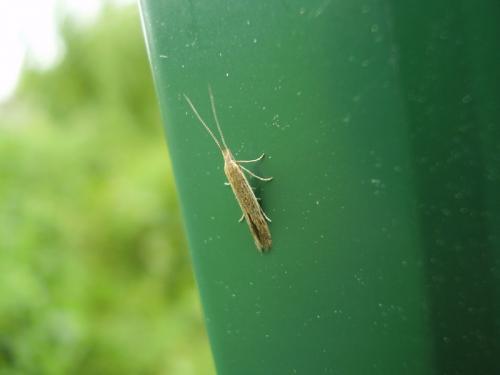 Coleophora sp.
