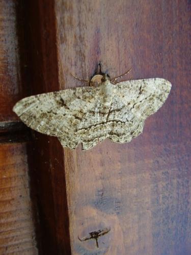 Réf. 35 807 : Peribatodes rhomboidaria