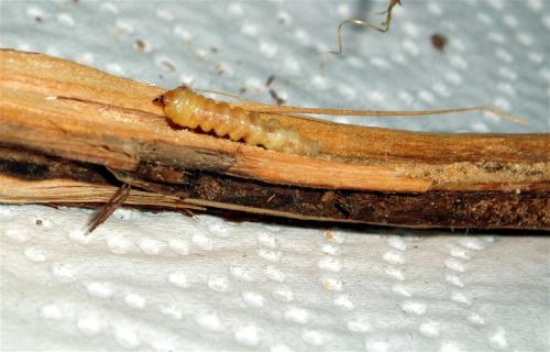 Oberea pupillata