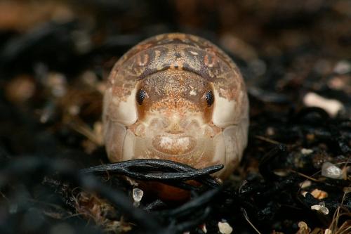 Tylos europaeus