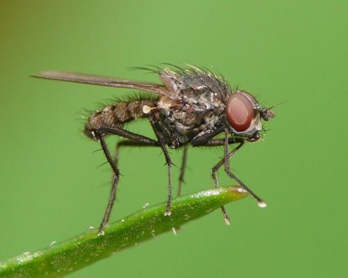 Réf. 35 435 : Delia platura