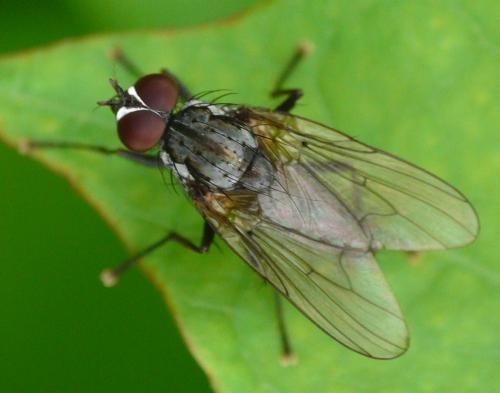 Hylemya vagans