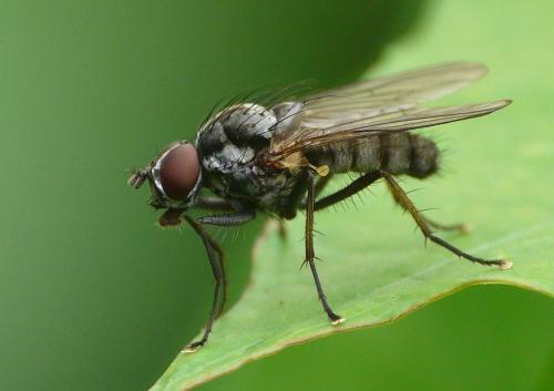 Hylemya vagans