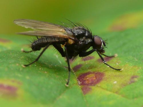 Hylemya sp.