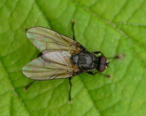 Réf. 35 532 : Hylemya sp.