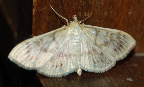 Réf. 35 484 : Pleuroptya ruralis