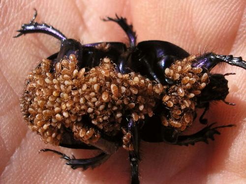 Réf. 35 162 : Poecilochirus sp.