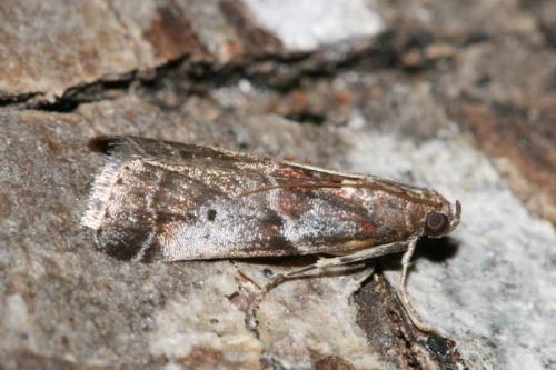 Réf. 35 656 : Acrobasis suavella