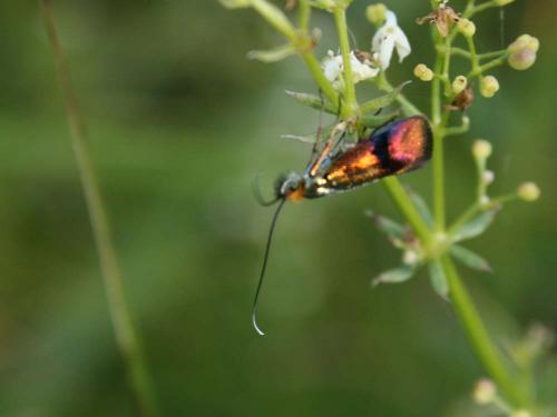 Nemophora fasciella