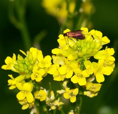 Adela sp.