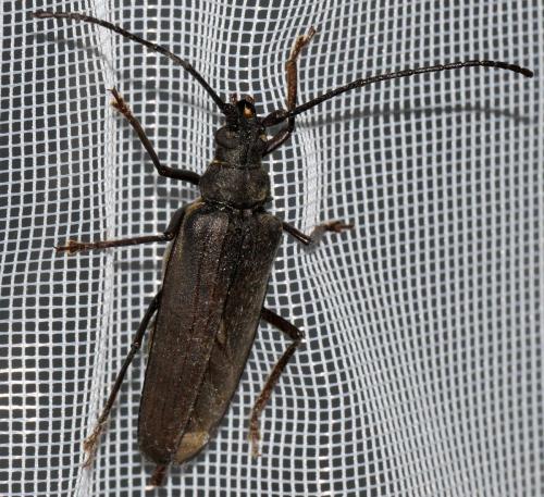 Réf. 35 392 : Aegosoma scabricorne