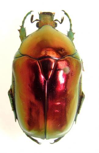 Cetonischema speciosissima