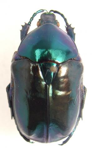 Cetonischema speciosissima