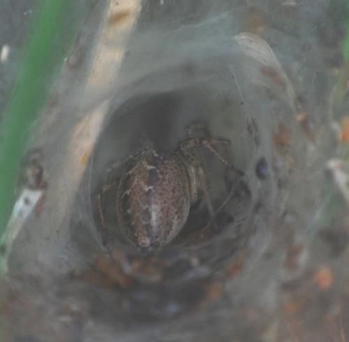 Agelena sp.