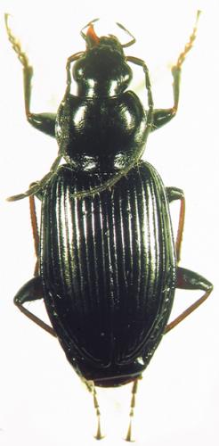 Réf. 35 991 : Agonum sp.