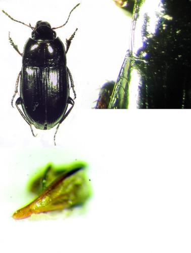 Réf. 35 204 : Amara convexior