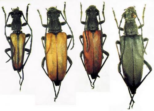 Anastrangalia dubia