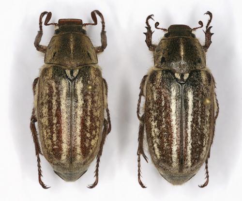 Réf. 35 495 : Anoxia australis