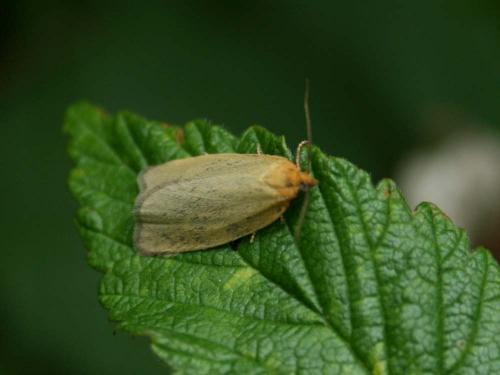Réf. 35 889 : Aphelia paleana