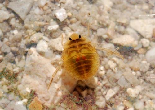 Aphelocheirus aestivalis