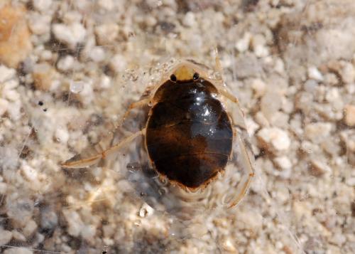 Aphelocheirus aestivalis