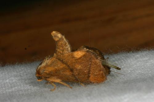 Réf. 35 487 : Apoda limacodes