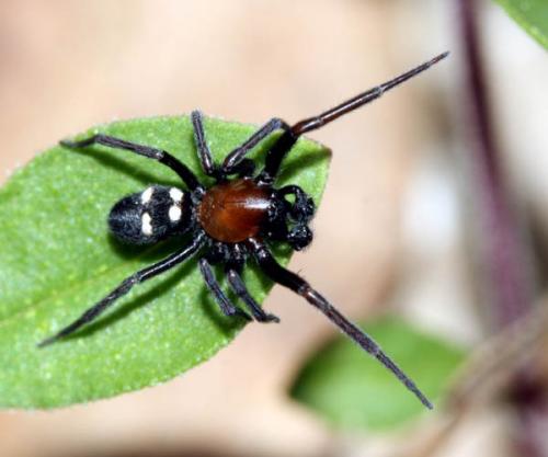 Titanoeca quadriguttata